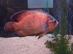 Les Poissons d'Aquarium Tigre Oscar (Astronotus ocellatus) Photo; Rouge