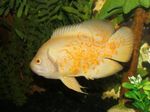 观赏鱼 虎奥斯卡 (Astronotus ocellatus) 照; 黄