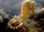 Tigras Uodega Seahorse