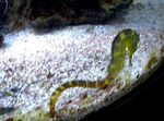 Aquarium Fish Tiger tail seahorse (Hippocampus comes) Photo; Yellow