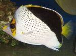 Tinkeri Butterflyfish