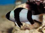 Pesci d'Acquario Smoking Castagnole, Threeband Castagnole (Chrysiptera tricincta) foto; Strisce