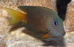 Two Spot Bristletooth Tang Photo and characteristics