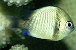 Akvariumas Žuvys Dvi Juostelės Damselfish (Dascyllus reticulatus) Nuotrauka; sidabras