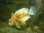 Pesci d'Acquario Leone Volitan (Pterois volitans) foto; Strisce