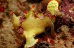 Akvarijné Ryby Warty Frogfish (Klaun Frogfish) (Antennarius maculatus) fotografie; bodkovaný