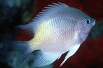 White-Břicho Damselfish