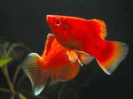 Iasc Aquarium Xiphophorus Maculatus (Xiphophorus maculatus, Platypoecilus maculatus) Photo; dearg