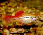 観賞魚 Xiphophorus Maculatus (Xiphophorus maculatus, Platypoecilus maculatus) フォト; ゴールド