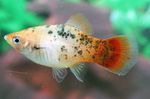 観賞魚 Xiphophorus Maculatus (Xiphophorus maculatus, Platypoecilus maculatus) フォト; スポッティング