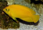 Yellow Angelfish