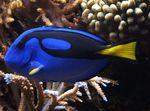 Gelben Bauch Regal Blue Tang