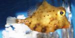 Gul Boxfish