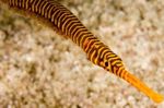 Dzeltens Multibanded Pipefish (Daudzi Atkarīgās Pipefish)