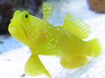 ყვითელი კრევეტის Goby,