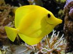 Yellow Tang