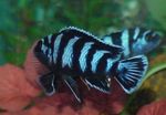 Zebra Cichlid