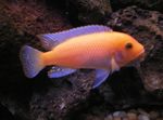 Zebra Cichlid Photo and characteristics