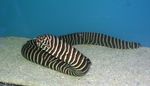 Eel Zebra Moray