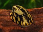 Abalone Snail Photo and characteristics