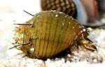 Hairly Schnecke