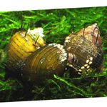 Aquarium Zoetwater Clam Hairly Slak (Thiara cancellata) foto; geel