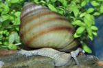 Aquarium Süßwasser-muschel Japanese Falltür Schnecke (Teich) (Viviparus) Foto; beige