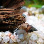 Freshwater Clam Melanoides Granifera elongated spiral  Photo