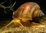 Acquario d'Acqua Dolce Vongole Mistero Lumaca, Mela Lumaca (Pomacea bridgesii) foto; marrone