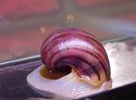 Aquarium Süßwasser-muschel Geheimnis Schnecke, Apfelschnecke (Pomacea bridgesii) Foto; pink