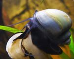 Akvarium Ferskvand Musling Mysterium Snegl, Æble Snegl (Pomacea bridgesii) Foto; blå