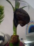 Mystery Snail, Apple Snail Photo and characteristics