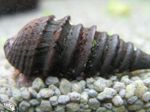 水族館 しじみ Pachymelaniaのフスカ (Pachymelania fusca) フォト; 黒