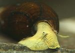 აკვარიუმი წყლის მოლუსკები კურდღლის Snail Tylomelania (Tylomelania towutensis) სურათი; ყვითელი