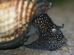 Aquarium Süßwasser-muschel Kaninchen Schnecke Tylomelania (Tylomelania towutensis) Foto; beige