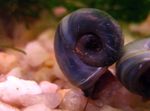 Aquarium Clam Fionnuisce Ramshorn Seilide (Planorbis corneus) Photo; liath