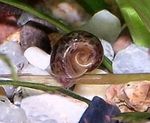 Акваријум Слатководна Шкољка Ramshorn Snail (Planorbis corneus) фотографија; браон