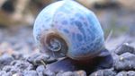 Akvárium Sladkovodné Mušle Ramshorn Slimák (Planorbis corneus) fotografie; béžový