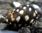 River Nerite Theodoxus Photo and characteristics