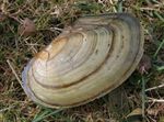 Swan Mussel