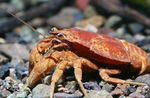  Cockroach Crayfish  Photo