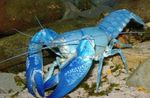 Akwarium rak Cyan Yabby (Cherax destructor) zdjęcie; niebieski