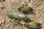 Acuario cangrejo de río Yabby Cian (Cherax destructor) Foto; verde