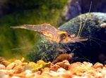 Акваријум шврћа Guinea Swarm Shrimp (Desmocaris trispinosa) фотографија; браон