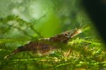 Akvarium  Matano Tiger Rejer, Seks Banded Blå Bi (Caridina holthuisi) Foto; brun