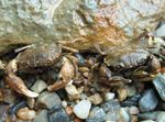 Aquarium  Crabe De Boue (Rhithropanopeus harrisii) Photo; marron