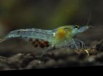 水族館  ネクタリンエビ、霜降りドワーフエビ、レッドバックエビ (Neocaridina palmata) フォト; 青