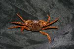 Crabe Panthère