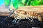 水族館 ザリガニ ProcambarusのSpiculifer (Procambarus spiculifer) フォト; ブラウン