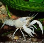 Аквариум раки Красный (Американский) болотный рак (Procambarus clarkii) Фото; белый